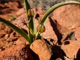   Fruits:   Wurmbea australis ; Photo by South Australian Seed Conservation Centre, used with permission
